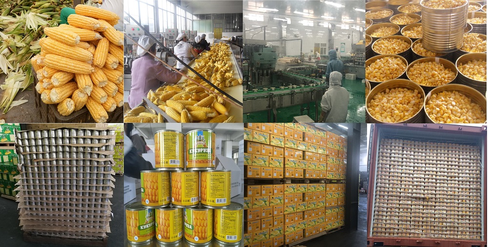 March is the first season of canned sweet corn in China